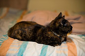 Sleepy Mixi (aka Torpedo Cat)